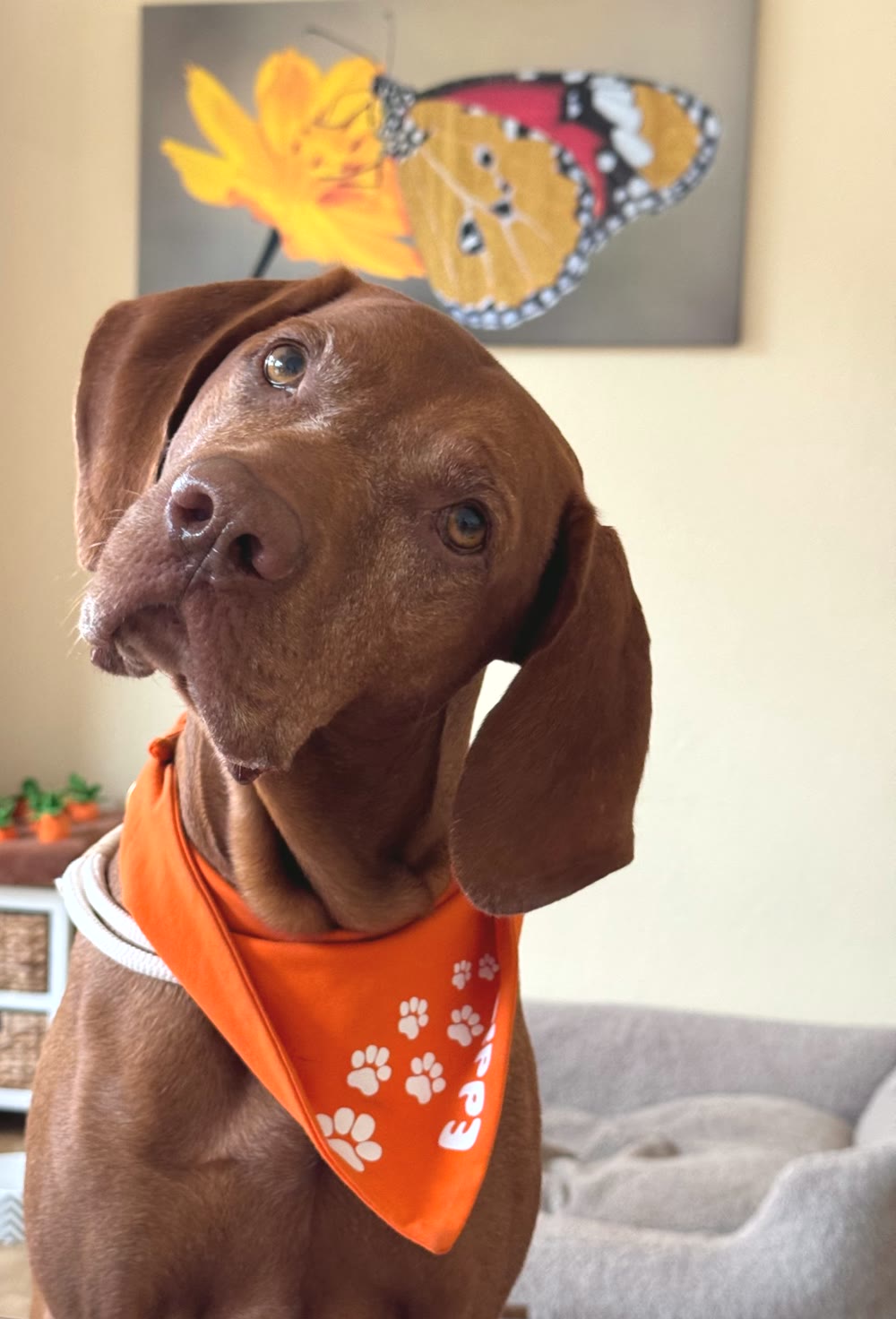 Eddie, der Therapiebegleithund der Logopädie Sprachecke